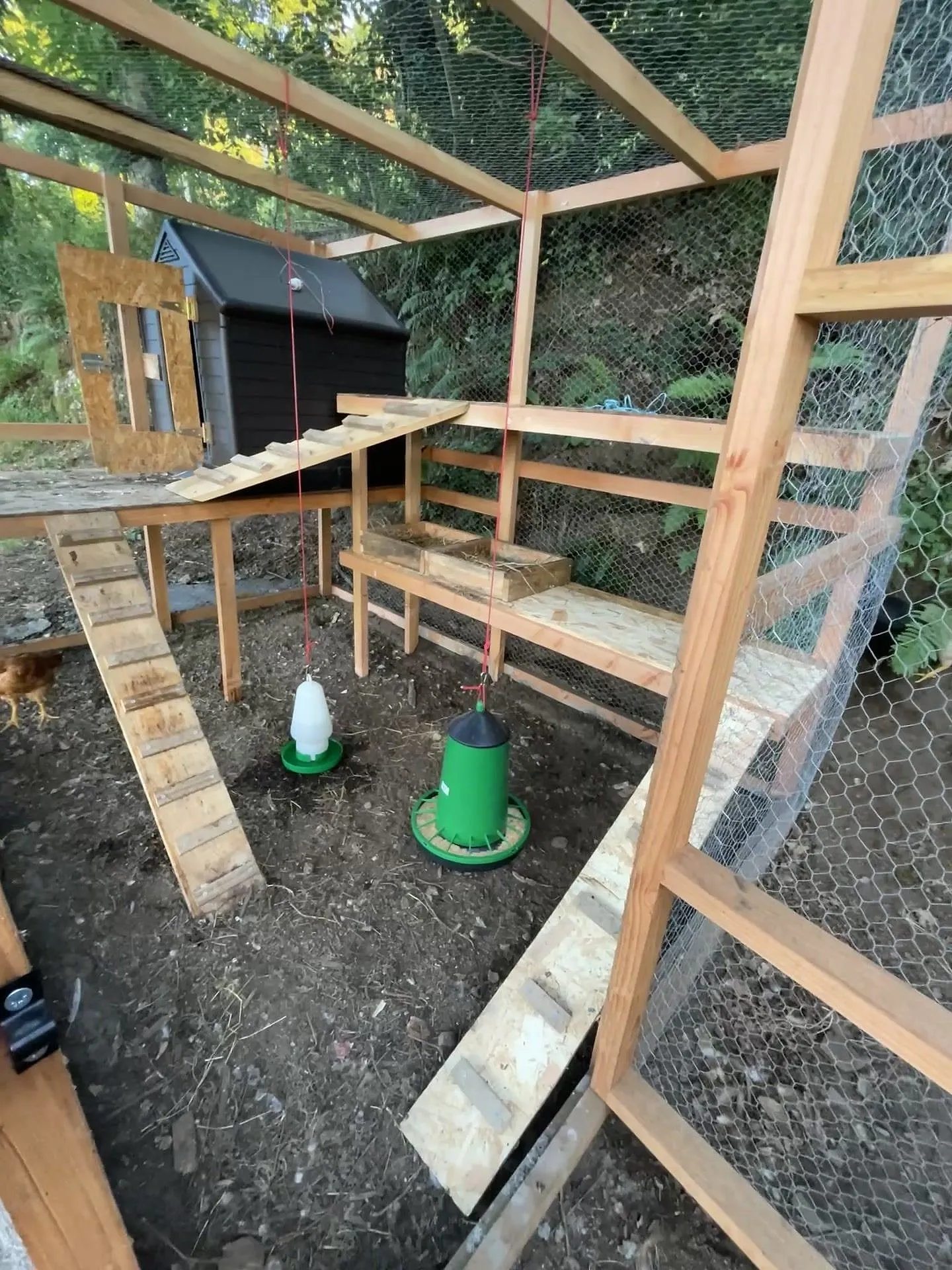 Inside a timber chicken coop with ramps, perches and nesting boxes