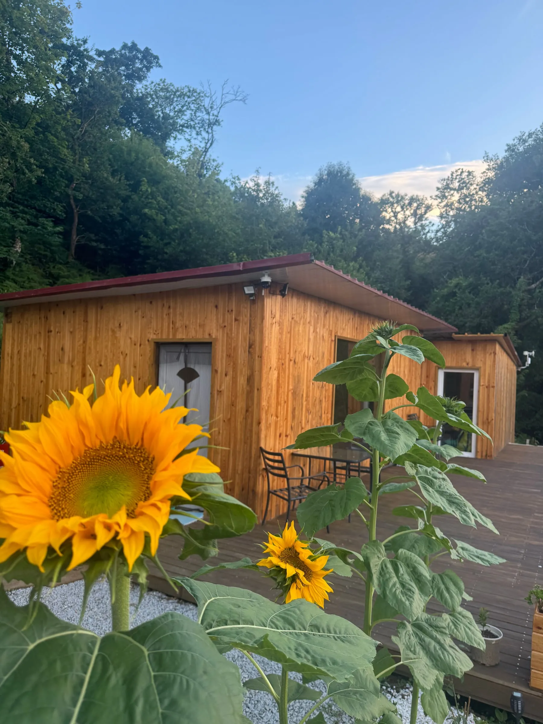 A wooden house with a deck, framed by tall sunflowers
